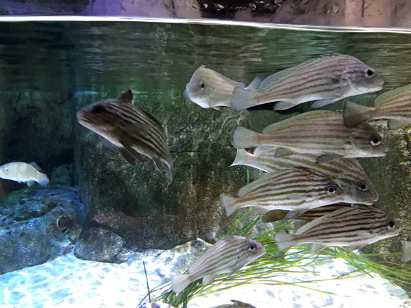 fish at Sea Life Aquarium